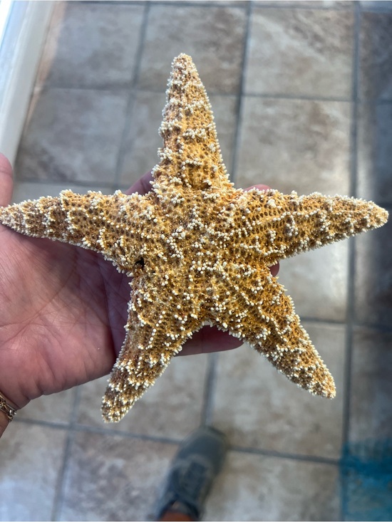 Unbranded Other - 7”-8” Natural Starfish Decor - Golden Tan